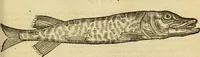 An illustration from Petri Bellonii Cenomani De aquatilibus, libri duo cum [epsilon, iota] conibus ad viuam ipsorum effigiem, quoad eius fieri potuit, expressis .. (1553)