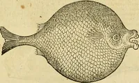 An illustration from Petri Bellonii Cenomani De aquatilibus, libri duo cum [epsilon, iota] conibus ad viuam ipsorum effigiem, quoad eius fieri potuit, expressis .. (1553)