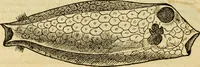 An illustration from Petri Bellonii Cenomani De aquatilibus, libri duo cum [epsilon, iota] conibus ad viuam ipsorum effigiem, quoad eius fieri potuit, expressis .. (1553)
