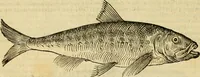 An illustration from Petri Bellonii Cenomani De aquatilibus, libri duo cum [epsilon, iota] conibus ad viuam ipsorum effigiem, quoad eius fieri potuit, expressis .. (1553)