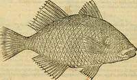Picture 131 of 182 from Petri Bellonii Cenomani De aquatilibus, libri duo cum [epsilon, iota] conibus ad viuam ipsorum effigiem, quoad eius fieri potuit, expressis .. (1553), leaf 351