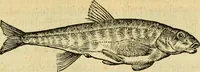 An illustration from Petri Bellonii Cenomani De aquatilibus, libri duo cum [epsilon, iota] conibus ad viuam ipsorum effigiem, quoad eius fieri potuit, expressis .. (1553)