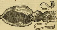 An illustration from Petri Bellonii Cenomani De aquatilibus, libri duo cum [epsilon, iota] conibus ad viuam ipsorum effigiem, quoad eius fieri potuit, expressis .. (1553)