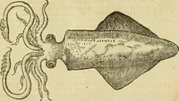 An illustration from Petri Bellonii Cenomani De aquatilibus, libri duo cum [epsilon, iota] conibus ad viuam ipsorum effigiem, quoad eius fieri potuit, expressis .. (1553)