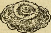 Picture 140 of 182 from Petri Bellonii Cenomani De aquatilibus, libri duo cum [epsilon, iota] conibus ad viuam ipsorum effigiem, quoad eius fieri potuit, expressis .. (1553), leaf 381