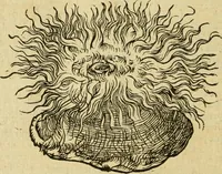 Picture 141 of 182 from Petri Bellonii Cenomani De aquatilibus, libri duo cum [epsilon, iota] conibus ad viuam ipsorum effigiem, quoad eius fieri potuit, expressis .. (1553), leaf 381