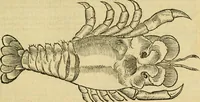 Picture 142 of 182 from Petri Bellonii Cenomani De aquatilibus, libri duo cum [epsilon, iota] conibus ad viuam ipsorum effigiem, quoad eius fieri potuit, expressis .. (1553), leaf 384