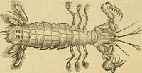 An illustration from Petri Bellonii Cenomani De aquatilibus, libri duo cum [epsilon, iota] conibus ad viuam ipsorum effigiem, quoad eius fieri potuit, expressis .. (1553)