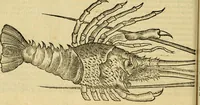An illustration from Petri Bellonii Cenomani De aquatilibus, libri duo cum [epsilon, iota] conibus ad viuam ipsorum effigiem, quoad eius fieri potuit, expressis .. (1553)
