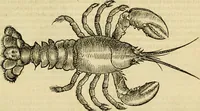 An illustration from Petri Bellonii Cenomani De aquatilibus, libri duo cum [epsilon, iota] conibus ad viuam ipsorum effigiem, quoad eius fieri potuit, expressis .. (1553)