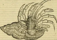 An illustration from Petri Bellonii Cenomani De aquatilibus, libri duo cum [epsilon, iota] conibus ad viuam ipsorum effigiem, quoad eius fieri potuit, expressis .. (1553)