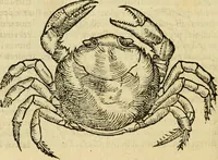 An illustration from Petri Bellonii Cenomani De aquatilibus, libri duo cum [epsilon, iota] conibus ad viuam ipsorum effigiem, quoad eius fieri potuit, expressis .. (1553)