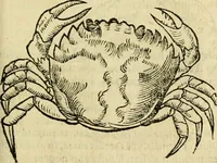 Picture 149 of 182 from Petri Bellonii Cenomani De aquatilibus, libri duo cum [epsilon, iota] conibus ad viuam ipsorum effigiem, quoad eius fieri potuit, expressis .. (1553), leaf 406