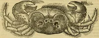 Picture 150 of 182 from Petri Bellonii Cenomani De aquatilibus, libri duo cum [epsilon, iota] conibus ad viuam ipsorum effigiem, quoad eius fieri potuit, expressis .. (1553), leaf 409