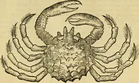 An illustration from Petri Bellonii Cenomani De aquatilibus, libri duo cum [epsilon, iota] conibus ad viuam ipsorum effigiem, quoad eius fieri potuit, expressis .. (1553)