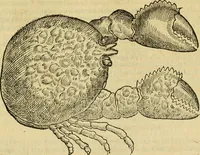Picture 152 of 182 from Petri Bellonii Cenomani De aquatilibus, libri duo cum [epsilon, iota] conibus ad viuam ipsorum effigiem, quoad eius fieri potuit, expressis .. (1553), leaf 414