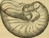 An illustration from Petri Bellonii Cenomani De aquatilibus, libri duo cum [epsilon, iota] conibus ad viuam ipsorum effigiem, quoad eius fieri potuit, expressis .. (1553)