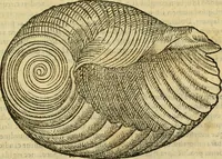 Picture 155 of 182 from Petri Bellonii Cenomani De aquatilibus, libri duo cum [epsilon, iota] conibus ad viuam ipsorum effigiem, quoad eius fieri potuit, expressis .. (1553), leaf 422