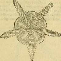 An illustration from Petri Bellonii Cenomani De aquatilibus, libri duo cum [epsilon, iota] conibus ad viuam ipsorum effigiem, quoad eius fieri potuit, expressis .. (1553)