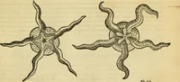 Picture 157 of 182 from Petri Bellonii Cenomani De aquatilibus, libri duo cum [epsilon, iota] conibus ad viuam ipsorum effigiem, quoad eius fieri potuit, expressis .. (1553), leaf 430