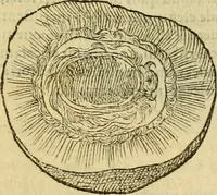 An illustration from Petri Bellonii Cenomani De aquatilibus, libri duo cum [epsilon, iota] conibus ad viuam ipsorum effigiem, quoad eius fieri potuit, expressis .. (1553)