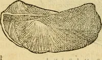 An illustration from Petri Bellonii Cenomani De aquatilibus, libri duo cum [epsilon, iota] conibus ad viuam ipsorum effigiem, quoad eius fieri potuit, expressis .. (1553)