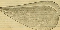 An illustration from Petri Bellonii Cenomani De aquatilibus, libri duo cum [epsilon, iota] conibus ad viuam ipsorum effigiem, quoad eius fieri potuit, expressis .. (1553)