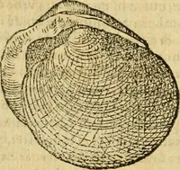Picture 164 of 182 from Petri Bellonii Cenomani De aquatilibus, libri duo cum [epsilon, iota] conibus ad viuam ipsorum effigiem, quoad eius fieri potuit, expressis .. (1553), leaf 445