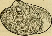 Picture 165 of 182 from Petri Bellonii Cenomani De aquatilibus, libri duo cum [epsilon, iota] conibus ad viuam ipsorum effigiem, quoad eius fieri potuit, expressis .. (1553), leaf 446