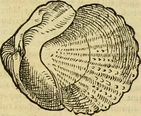 Picture 168 of 182 from Petri Bellonii Cenomani De aquatilibus, libri duo cum [epsilon, iota] conibus ad viuam ipsorum effigiem, quoad eius fieri potuit, expressis .. (1553), leaf 450