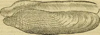 Picture 169 of 182 from Petri Bellonii Cenomani De aquatilibus, libri duo cum [epsilon, iota] conibus ad viuam ipsorum effigiem, quoad eius fieri potuit, expressis .. (1553), leaf 453