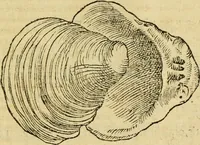 An illustration from Petri Bellonii Cenomani De aquatilibus, libri duo cum [epsilon, iota] conibus ad viuam ipsorum effigiem, quoad eius fieri potuit, expressis .. (1553)