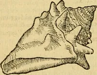 An illustration from Petri Bellonii Cenomani De aquatilibus, libri duo cum [epsilon, iota] conibus ad viuam ipsorum effigiem, quoad eius fieri potuit, expressis .. (1553)