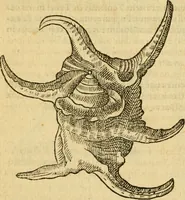 An illustration from Petri Bellonii Cenomani De aquatilibus, libri duo cum [epsilon, iota] conibus ad viuam ipsorum effigiem, quoad eius fieri potuit, expressis .. (1553)