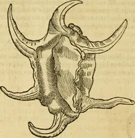 An illustration from Petri Bellonii Cenomani De aquatilibus, libri duo cum [epsilon, iota] conibus ad viuam ipsorum effigiem, quoad eius fieri potuit, expressis .. (1553)