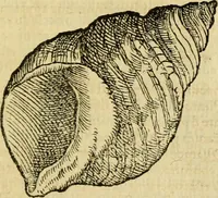 Picture 176 of 182 from Petri Bellonii Cenomani De aquatilibus, libri duo cum [epsilon, iota] conibus ad viuam ipsorum effigiem, quoad eius fieri potuit, expressis .. (1553), leaf 468