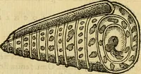 An illustration from Petri Bellonii Cenomani De aquatilibus, libri duo cum [epsilon, iota] conibus ad viuam ipsorum effigiem, quoad eius fieri potuit, expressis .. (1553)