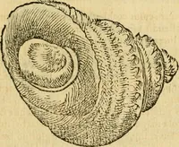 An illustration from Petri Bellonii Cenomani De aquatilibus, libri duo cum [epsilon, iota] conibus ad viuam ipsorum effigiem, quoad eius fieri potuit, expressis .. (1553)
