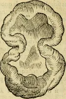 An illustration from Petri Bellonii Cenomani De aquatilibus, libri duo cum [epsilon, iota] conibus ad viuam ipsorum effigiem, quoad eius fieri potuit, expressis .. (1553)