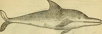 Picture 5 of 182 from Petri Bellonii Cenomani De aquatilibus, libri duo cum [epsilon, iota] conibus ad viuam ipsorum effigiem, quoad eius fieri potuit, expressis .. (1553), leaf 48