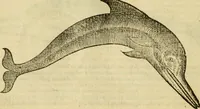 An illustration from Petri Bellonii Cenomani De aquatilibus, libri duo cum [epsilon, iota] conibus ad viuam ipsorum effigiem, quoad eius fieri potuit, expressis .. (1553)