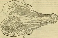 An illustration from Petri Bellonii Cenomani De aquatilibus, libri duo cum [epsilon, iota] conibus ad viuam ipsorum effigiem, quoad eius fieri potuit, expressis .. (1553)