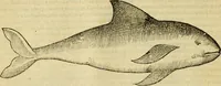 An illustration from Petri Bellonii Cenomani De aquatilibus, libri duo cum [epsilon, iota] conibus ad viuam ipsorum effigiem, quoad eius fieri potuit, expressis .. (1553)