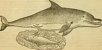 An illustration from Petri Bellonii Cenomani De aquatilibus, libri duo cum [epsilon, iota] conibus ad viuam ipsorum effigiem, quoad eius fieri potuit, expressis .. (1553)