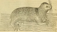 An illustration from Petri Bellonii Cenomani De aquatilibus, libri duo cum [epsilon, iota] conibus ad viuam ipsorum effigiem, quoad eius fieri potuit, expressis .. (1553)
