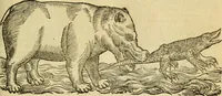 An illustration from Petri Bellonii Cenomani De aquatilibus, libri duo cum [epsilon, iota] conibus ad viuam ipsorum effigiem, quoad eius fieri potuit, expressis .. (1553)