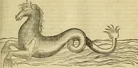 An illustration from Petri Bellonii Cenomani De aquatilibus, libri duo cum [epsilon, iota] conibus ad viuam ipsorum effigiem, quoad eius fieri potuit, expressis .. (1553)