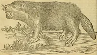 An illustration from Petri Bellonii Cenomani De aquatilibus, libri duo cum [epsilon, iota] conibus ad viuam ipsorum effigiem, quoad eius fieri potuit, expressis .. (1553)