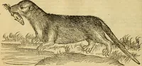 An illustration from Petri Bellonii Cenomani De aquatilibus, libri duo cum [epsilon, iota] conibus ad viuam ipsorum effigiem, quoad eius fieri potuit, expressis .. (1553)