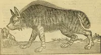 An illustration from Petri Bellonii Cenomani De aquatilibus, libri duo cum [epsilon, iota] conibus ad viuam ipsorum effigiem, quoad eius fieri potuit, expressis .. (1553)